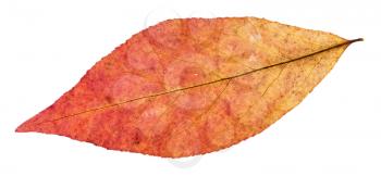 back side of red leaf of willow tree isolated on white background