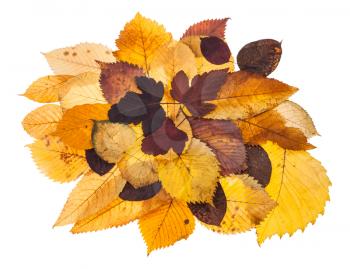 pile of various autumn fallen leaves of viburnum, linden, elm, ash, malus trees isolated on white background