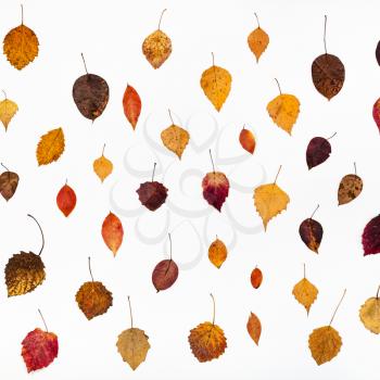 pattern from various fallen autumn leaves on white background