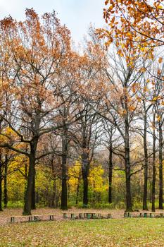 oak trees near meadow in urban Timiryazevskiy park in Moscow city in autumn