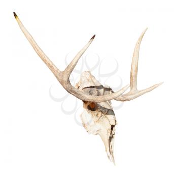 side view of natural skull of young moose animal isolated on white background from Smolensk region of Russia