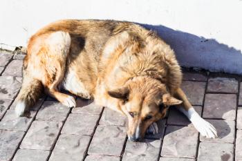 homeless red dog lies on pavement in Suzdal town in sunny winter day