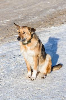 dog sits on pavement in Suzdal town in sunny winter day