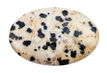 macro shooting of natural mineral stone - cabochon of Dalmatian Stone (Dalmatian Jasper) gemstone from Mexico isolated on white background