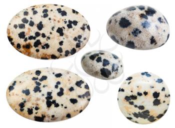 set of various tumbled natural mineral Dalmatian Stone (Dalmatian Jasper) gemstone isolated on white background