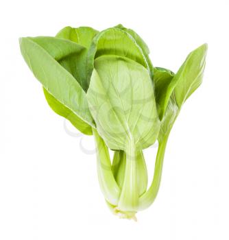 green bok choy ( pak choi) Chinese cabbage isolated on white background