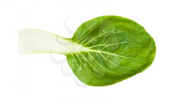green leaf of bok choy ( pak choi) Chinese cabbage isolated on white background