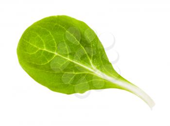 green leaf of corn salad (mache, feld salat, etc) isolated on white background