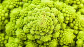 natural food panoramic background - surface of fresh romanesco broccoli cabbagehead close-up
