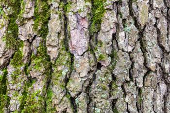 natural texture - grooved bark on mature trunk of alder tree (alnus glutinosa) close up