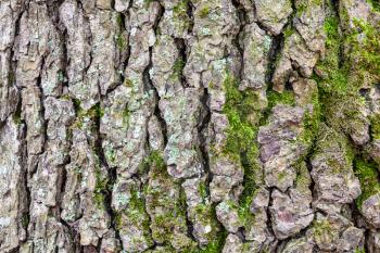 natural texture - cracked bark on old trunk of alder tree (alnus glutinosa) close up