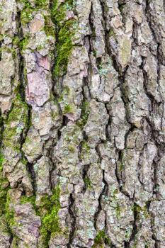 natural texture - rough bark on mature trunk of alder tree (alnus glutinosa) close up