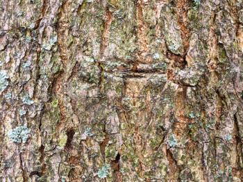 natural texture - wrinkly bark on mature trunk of ash tree (fraxinus excelsior) close up