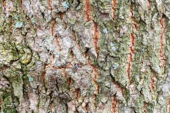 natural texture - uneven bark on old trunk of ash tree (fraxinus excelsior) close up