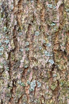 natural texture - furrowed bark on mature trunk of ash tree (fraxinus excelsior) close up