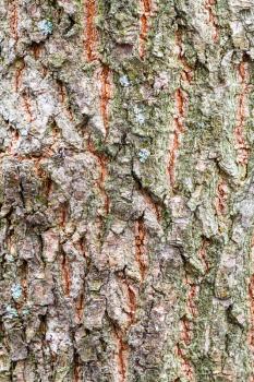 natural texture - rough bark on old trunk of ash tree (fraxinus excelsior) close up