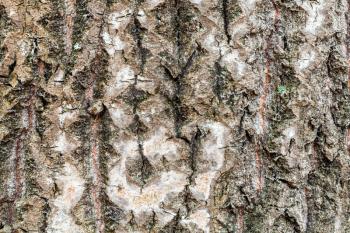 natural texture - wet and uneven bark on old trunk of aspen tree (populus tremula) close up