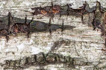 natural texture - wet bark on old trunk of birch tree (betula alba) close up