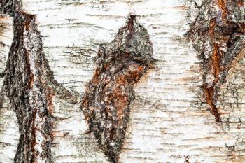 natural texture - rough bark on trunk of birch tree (betula pendula) close up