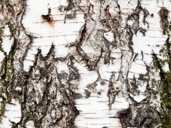natural texture - wrinkly bark on trunk of birch tree (betula pendula) close up