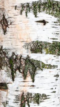 natural texture - part of trunk of birch tree (betula alba) close up