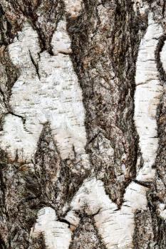 natural texture - furrowed bark on mature trunk of birch tree (betula pendula) close up