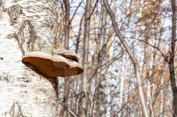 polypore fungi of birch tree trunk on sunny autumn day