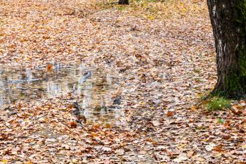 fallen leaves covered rain puddle in wheel track of dirty road near oak tree in city park in late fall