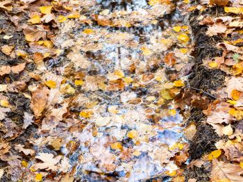 fallen leaves float in rain puddle in wheel track of dirty road in city park in late fal