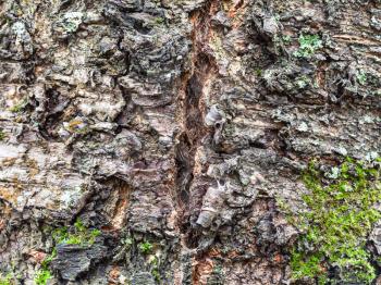 natural texture - cracked bark on old trunk of cherry tree (prunus cerasus) close up
