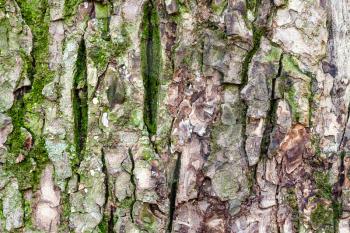 natural texture - uneven bark on old trunk of elm tree (ulmus laevis) close up