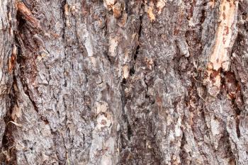 natural texture - gnarled brown bark on old trunk of larch tree ( larix sibirica) close up