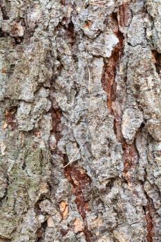 natural texture - uneven bark on mature trunk of larch tree ( larix sibirica) close up