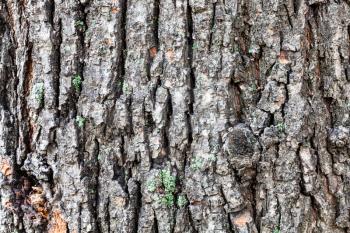 natural texture - grooved bark on old trunk of linden tree (tilia cordata) close up