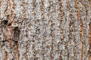 natural texture - uneven bark on old trunk of boxelder maple tree (acer negundo) close up