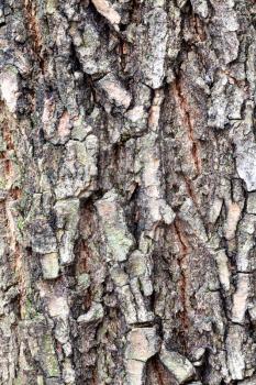 natural texture - cracked bark on old trunk of box elder tree (acer negundo) close up