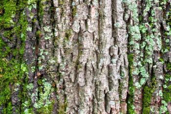 natural texture - lichen and moss on rough bark on old trunk of maple tree (acer platanoides) close up