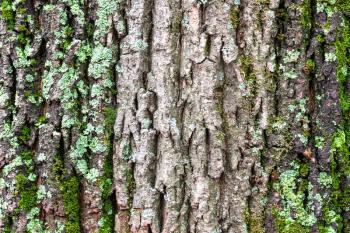 natural texture - mossy and cracked bark on old trunk of maple tree (acer platanoides) close up