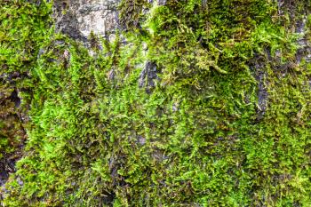 natural texture - green moss on old trunk of birch tree close up