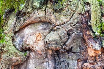 natural texture - knotted bark on mature trunk of oak tree (quercus robur) close up
