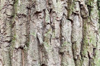 natural texture - cracked bark on mature trunk of oak tree (quercus robur) close up