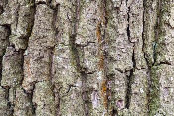 natural texture - furrowed bark on old trunk of oak tree (quercus robur) close up