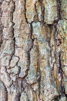 natural texture - wrinkly bark on old trunk of oak tree (quercus robur) close up