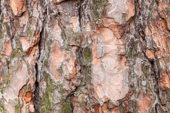 natural texture - uneven bark on old trunk of pine tree close up