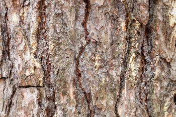 natural texture - grooved bark on mature trunk of pine tree close up