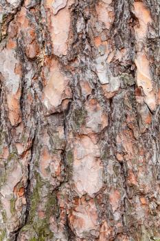 natural texture - rough bark on old trunk of pine tree close up