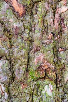 natural texture - moss on bark on old trunk of pine tree close up