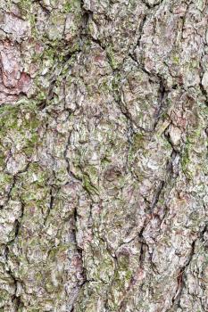 natural texture - gnarled bark on old trunk of pine tree close up