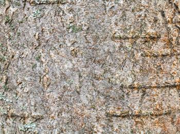 natural texture - natural bark on trunk of rowan tree (sorbus aucuparia) close up