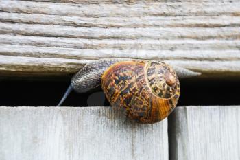 travel in France - snail on wooden door of country house in Plougrescant town of the Cotes-d'Armor department in Brittany in summer